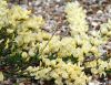 Show product details for Cytisus Cottage